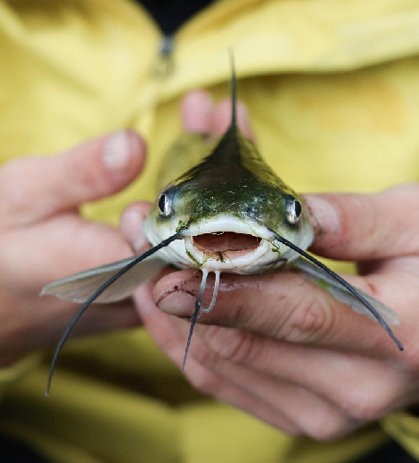 Blue Catfish