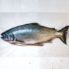 Tasmanian Atlantic Salmon - Image 2