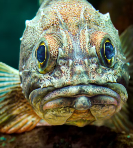 Korean Rockfish