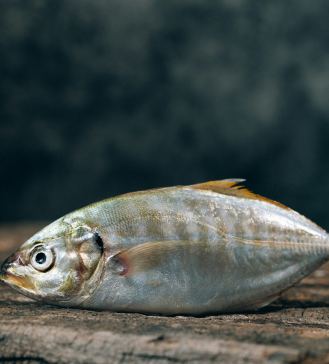 Fresh Pulasa