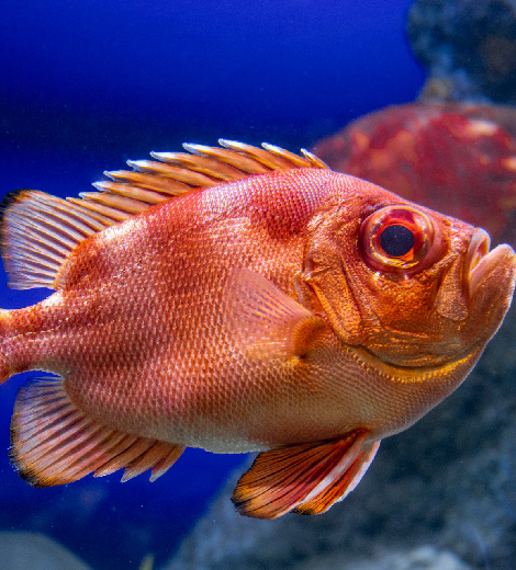 Rockfish Red