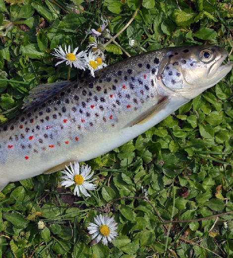 Copper River Coho