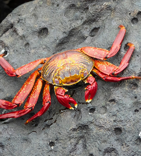 Dungeness Crab