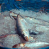 Hilsa Ganges Wild - Image 3