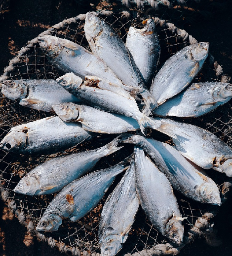 Alaskan Cod