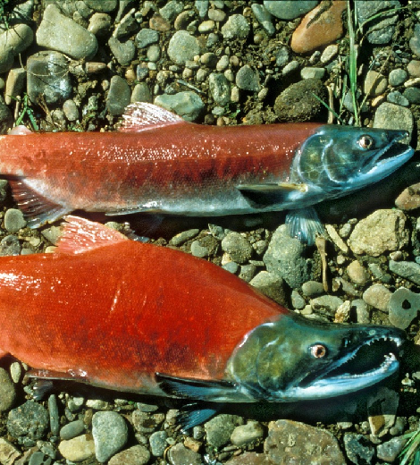 Wild Sockeye Salmon