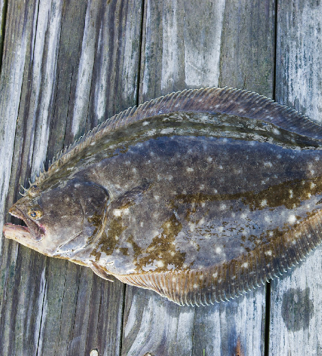 Pacific Halibut