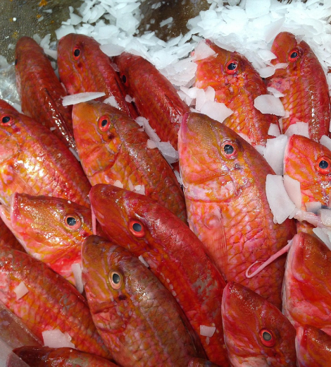 Red Mullet Morocco