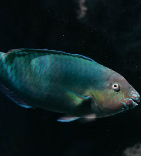 Mediterranean Dentex