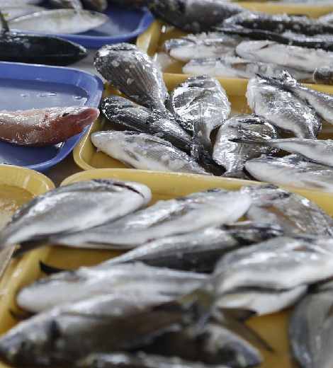 Adriatic Sea Bass