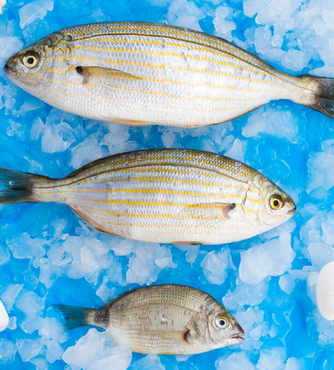 Gilthead Bream Greece