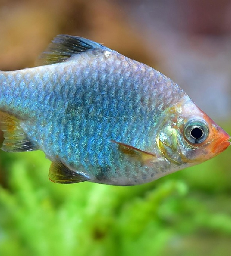 Koi Wild Assam