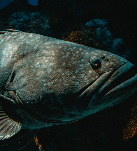 Nile Perch Uganda