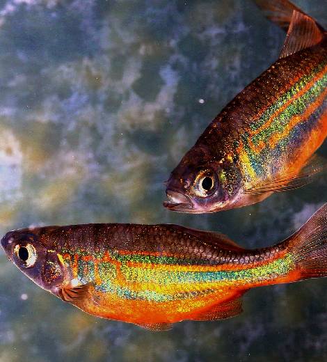 Papuan Rainbowfish