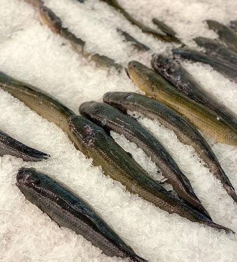 Cambodian Snakehead