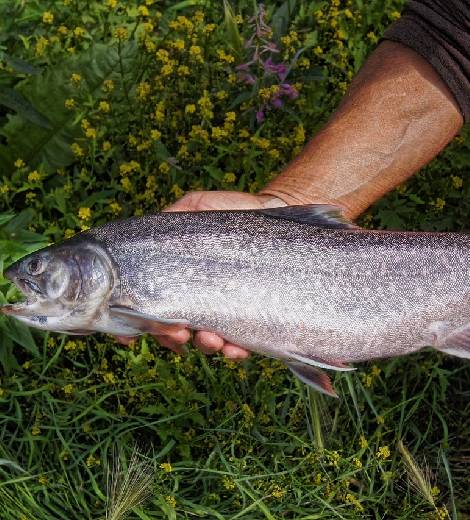Philippine Milkfish