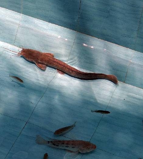 Singapore Catfish