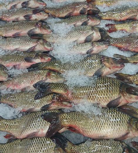 Chinese Giant Carp