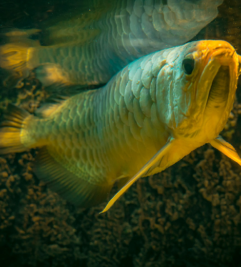Mahseer Gold