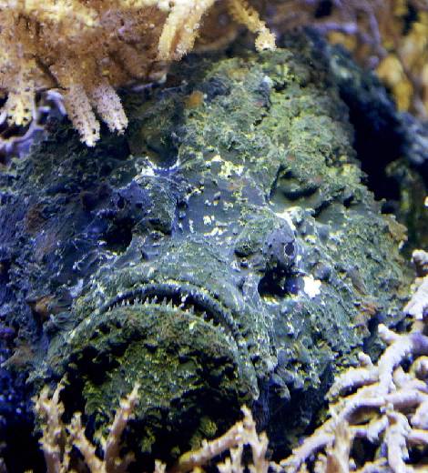 Gulf Stonefish