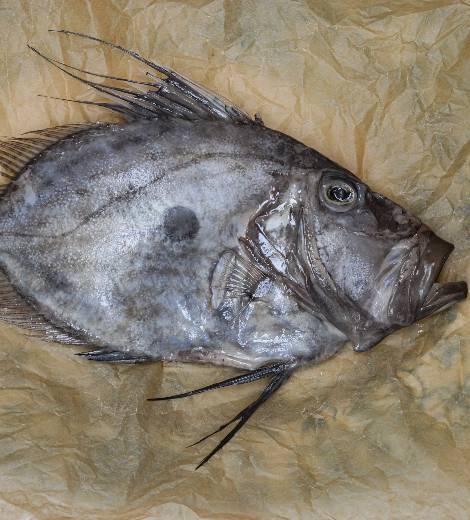Cyprus John Dory