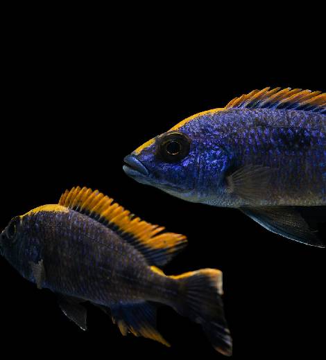 Persian Gulf Bream