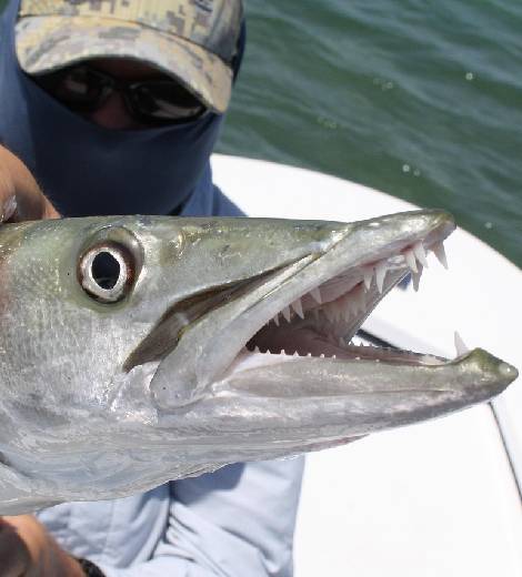 Saharan Barracuda
