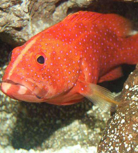 Red Sea Grouper