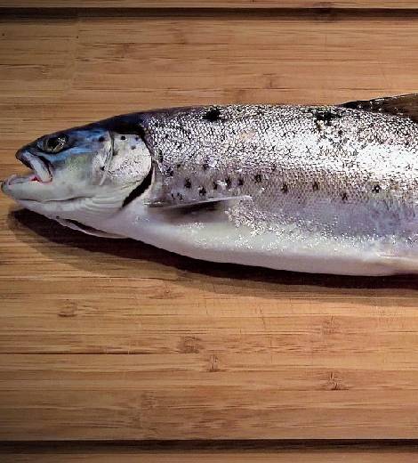 Libyan Amberjack