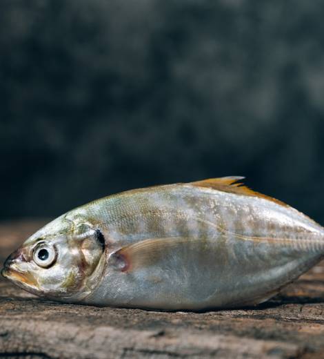White Snapper