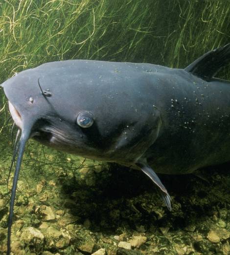 Jungle Catfish
