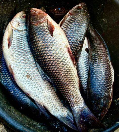 Indian Basa