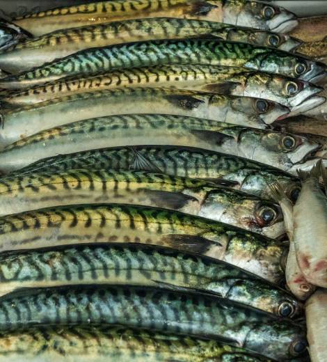 Wild Mackerel