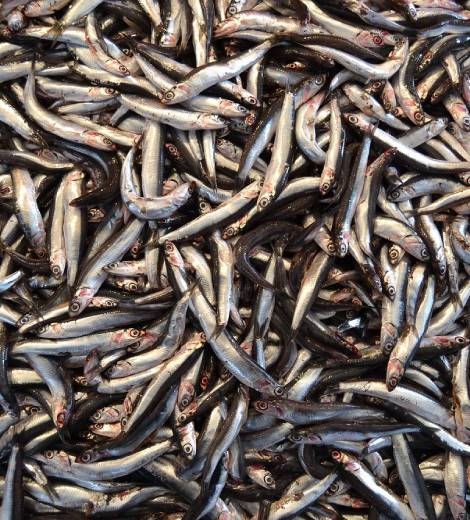 Anchovy Wild