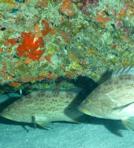 Deepwater Flounder