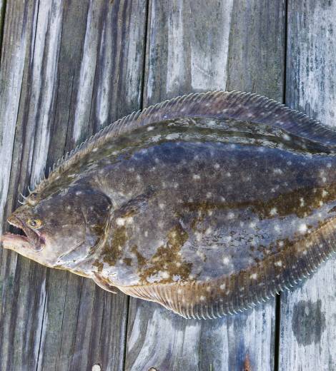 Northern Rock Sole
