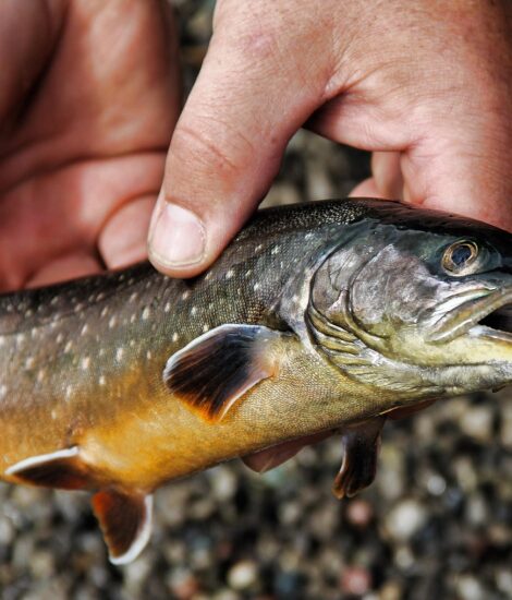 Alaskan Arctic Char
