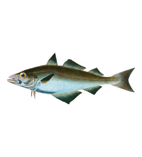 Bering Sea Pollock