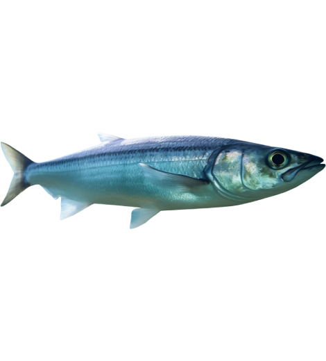 Vanjaram Kingfish