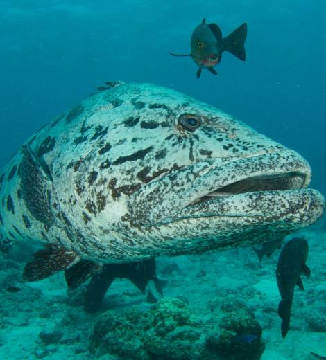 Kodiak Lingcod