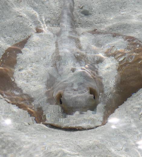 North Pacific Skates