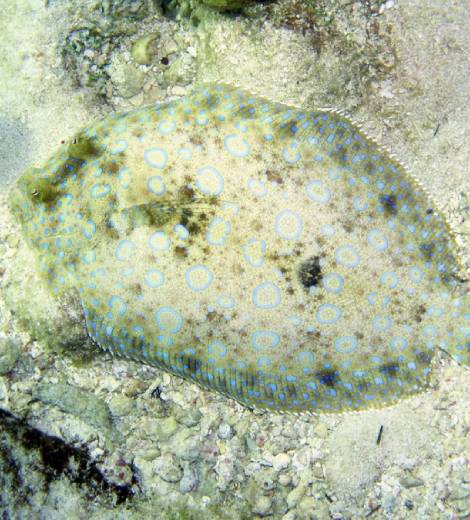 Coldwater Sole