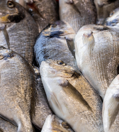 Vietnamese Basa Premium