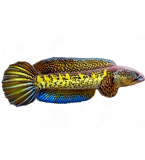 Malaysian Giant Snakehead