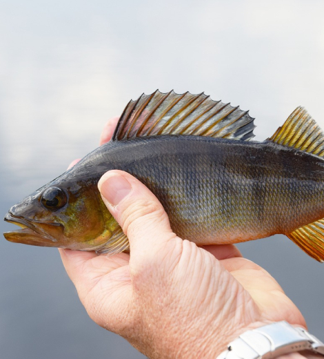 Barramundi Kerala