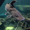 Blue Catfish - Image 2