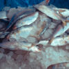 Hilsa Ganges Wild - Image 2