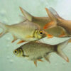 Koi Wild Assam - Image 2
