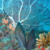 Hong Kong Eel - Image 2