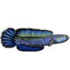Malaysian Giant Snakehead - Image 2